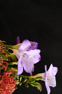 Güzel frezya çiçeklerine yakın çekim 