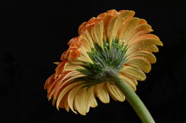 Güzel Gerbera 'nın karanlık arka plandaki yakın çekimi.