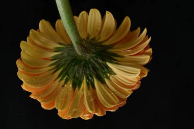 Güzel Gerbera 'nın karanlık arka plandaki yakın çekimi.