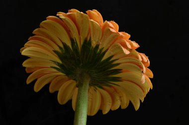 Güzel Gerbera 'nın karanlık arka plandaki yakın çekimi.