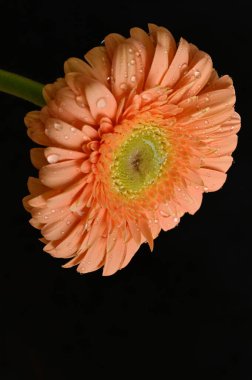 Güzel Gerbera 'nın karanlık arka plandaki yakın çekimi.