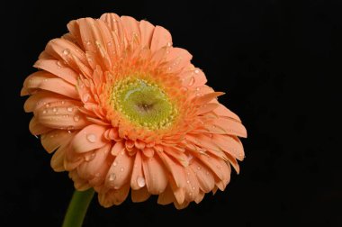 Güzel Gerbera 'nın karanlık arka plandaki yakın çekimi.