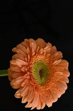 Güzel Gerbera 'nın karanlık arka plandaki yakın çekimi.