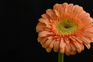 Güzel Gerbera 'nın karanlık arka plandaki yakın çekimi.