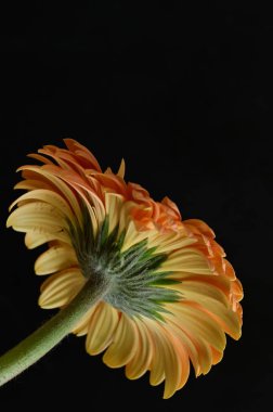 Güzel Gerbera 'nın karanlık arka plandaki yakın çekimi.