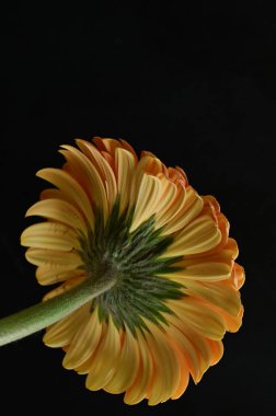 Güzel Gerbera 'nın karanlık arka plandaki yakın çekimi.