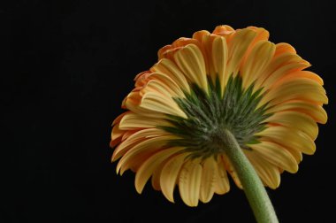 Güzel Gerbera 'nın karanlık arka plandaki yakın çekimi.