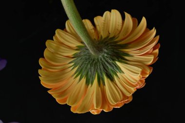 Güzel Gerbera 'nın karanlık arka plandaki yakın çekimi.