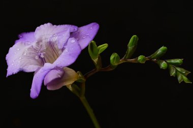Koyu arkaplanda güzel frezya çiçeğinin yakın çekimi