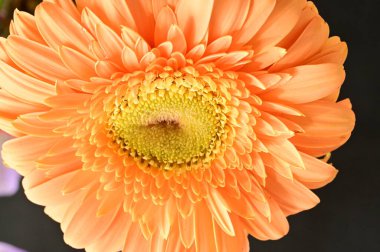 Güzel Gerbera çiçeğinin yakın çekimi