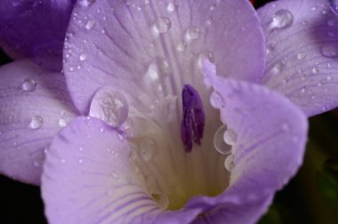 Koyu arkaplanda güzel frezya çiçeğinin yakın çekimi