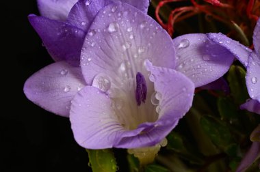 çiçek bileşimi koyu arkaplanda izole