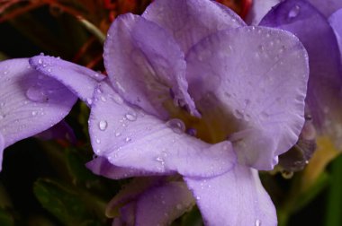 çiçek bileşimi koyu arkaplanda izole