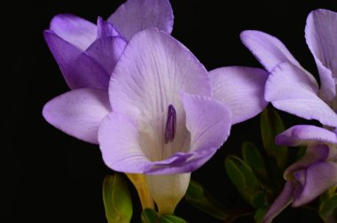 çiçek bileşimi koyu arkaplanda izole