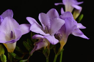 çiçek bileşimi koyu arkaplanda izole