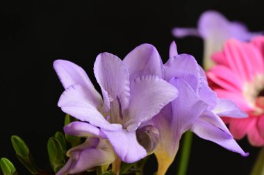 çiçek bileşimi koyu arkaplanda izole