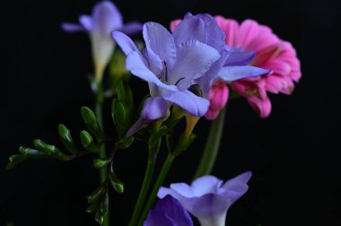 çiçek bileşimi koyu arkaplanda izole