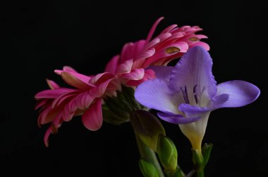 çiçek bileşimi koyu arkaplanda izole