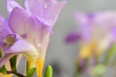 çiçek kompozisyonu frezya çiçekleri