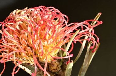 Güzel renkli egzotik çiçekleri yakından izleyin.