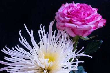 Gül çiçekleri ile güzel kompozisyonun yakın çekimi 