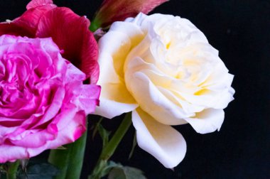 Gül çiçekleri ile güzel kompozisyonun yakın çekimi 