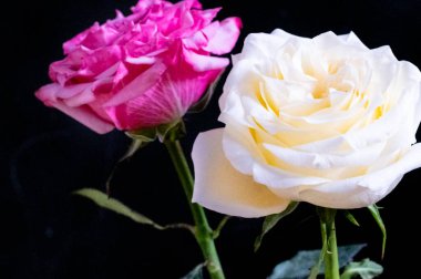 Siyah arkaplanda beyaz ve pembe güller