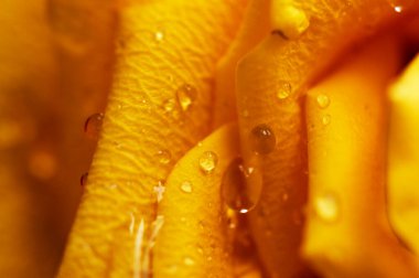 Güzel gül çiçeği, kapat