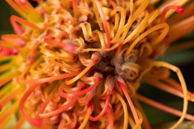 Güzel renkli egzotik çiçekleri yakından izleyin.