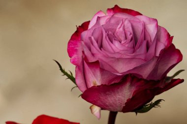 Güzel gül çiçeği, kapat