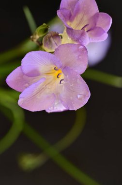 Koyu arkaplanda güzel frezya çiçeklerinin yakın çekimi