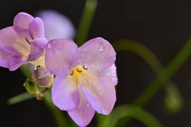 Koyu arkaplanda güzel frezya çiçeklerinin yakın çekimi