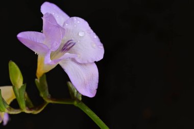 Güzel frezya çiçeğinin yakın çekimi 