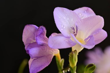 Koyu arkaplanda güzel frezya çiçeklerinin yakın çekimi