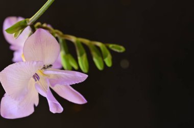 Güzel frezya çiçeğinin yakın çekimi 