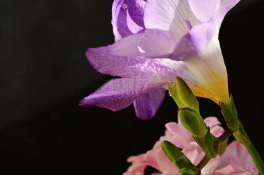 Siyah arka planda güzel mor ve pembe çiçekler