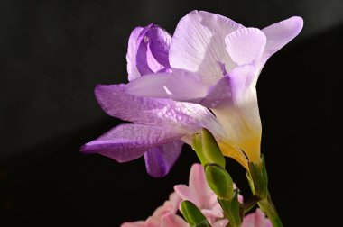 Siyah arka planda güzel mor ve pembe çiçekler