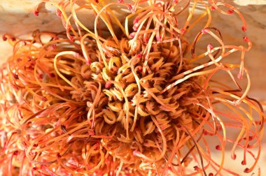 Güzel renkli egzotik çiçekleri yakından izleyin.