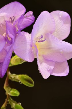 Koyu arkaplanda güzel frezya çiçeklerinin yakın çekimi