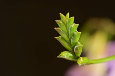Güzel frezya çiçeğinin yakın çekimi 