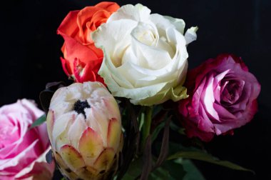 Güzel gül çiçeği, kapat