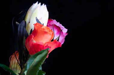 Güller ve protea çiçekleri ile güzel kompozisyonun yakın çekimi 