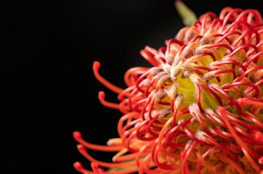 Güzel renkli egzotik çiçekleri yakından izleyin.