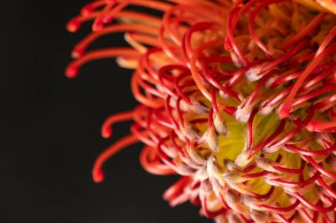 Güzel renkli egzotik çiçekleri yakından izleyin.