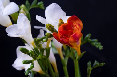 Frezya çiçekleri ile güzel kompozisyonun yakın çekimi 