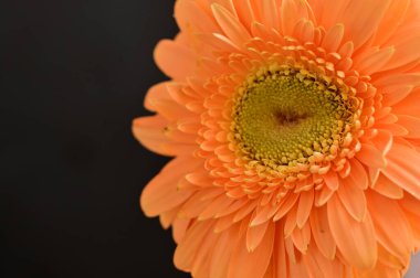 Güzel Gerbera çiçeğinin yakın çekimi