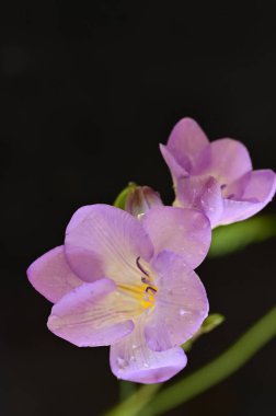 çiçek kompozisyonu frezya çiçekleri