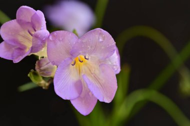 çiçek kompozisyonu frezya çiçekleri