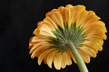 Güzel Gerbera çiçeğinin yakın çekimi