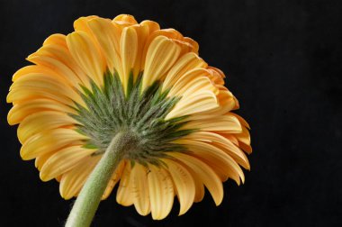 Güzel Gerbera çiçeğinin yakın çekimi